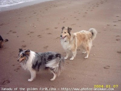 Photo de Chien de berger des shetland