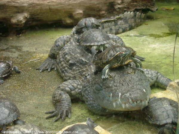 Photo de Crocodile