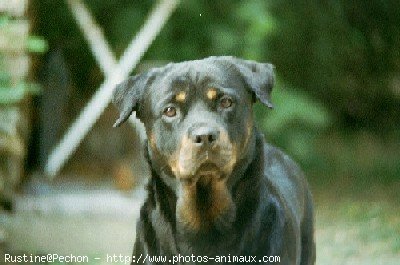 Photo de Rottweiler