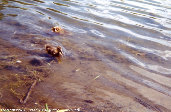 Photo de Canard