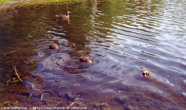 Photo de Canard