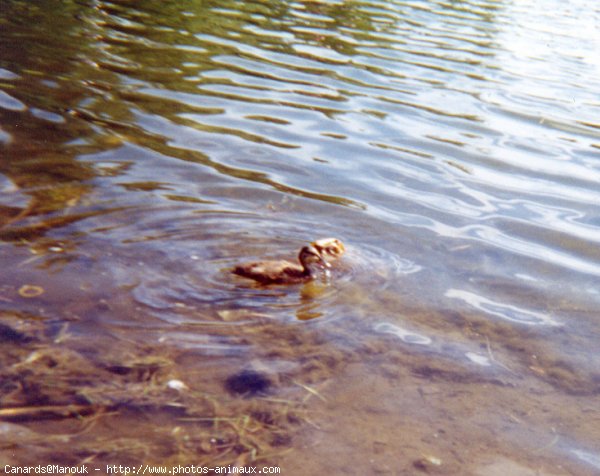 Photo de Canard