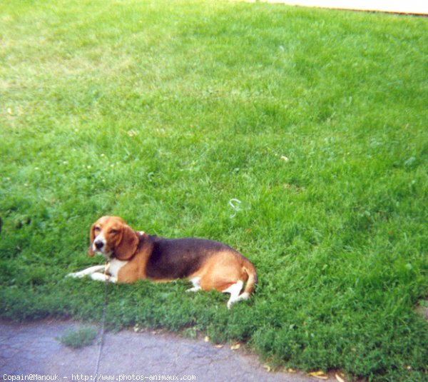 Photo de Beagle