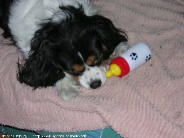 Photo de Cavalier king charles spaniel