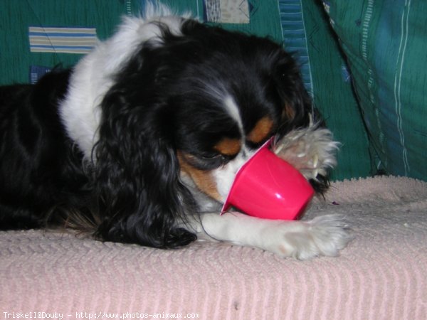 Photo de Cavalier king charles spaniel