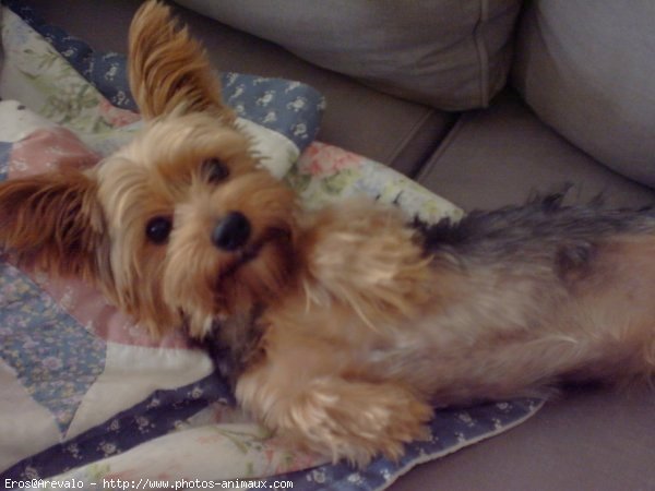 Photo de Yorkshire terrier