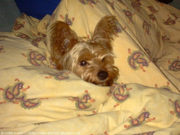 Photo de Yorkshire terrier