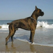 Photo de Boxer