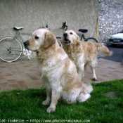 Photo de Golden retriever