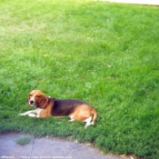 Photo de Beagle