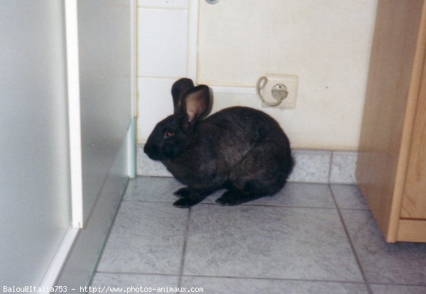 Photo de Lapin