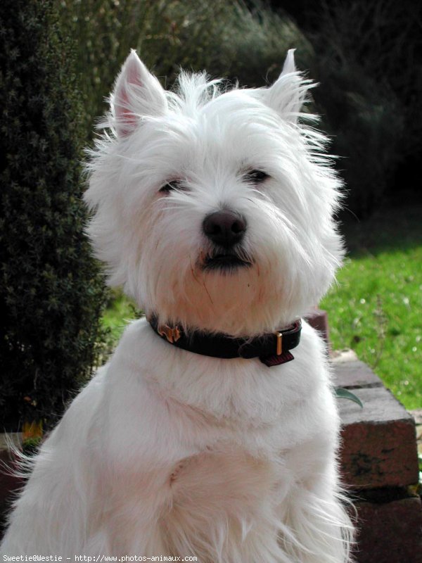 Photo de West highland white terrier