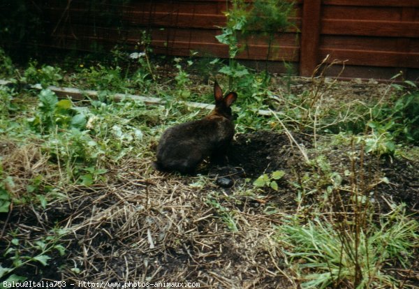 Photo de Lapin