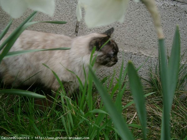 Photo de Sacr de birmanie