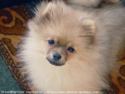 Photo de Spitz moyen