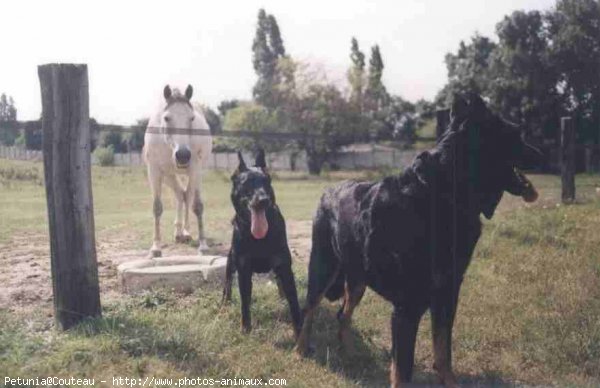 Photo de Berger de beauce