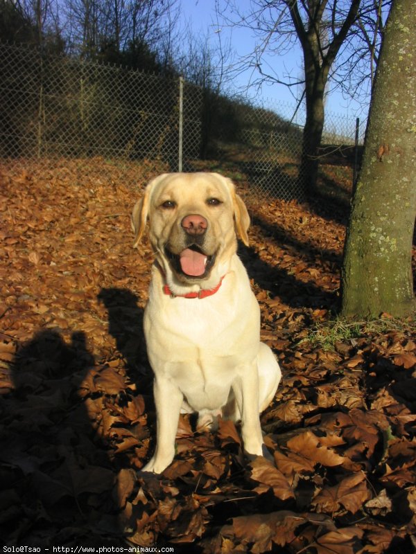 Photo de Labrador retriever