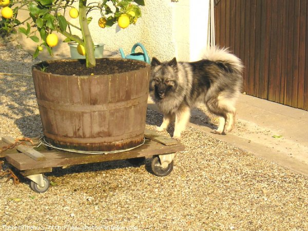 Photo de Spitz moyen