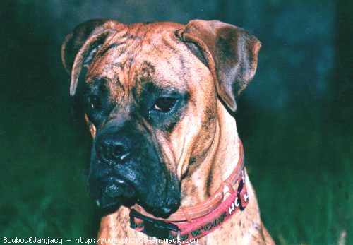 Photo de Boxer