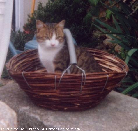 Photo de Chat domestique