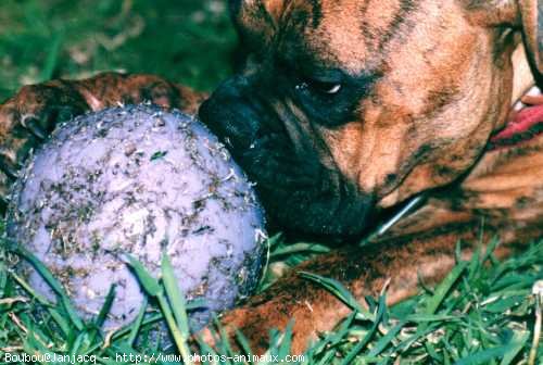 Photo de Boxer