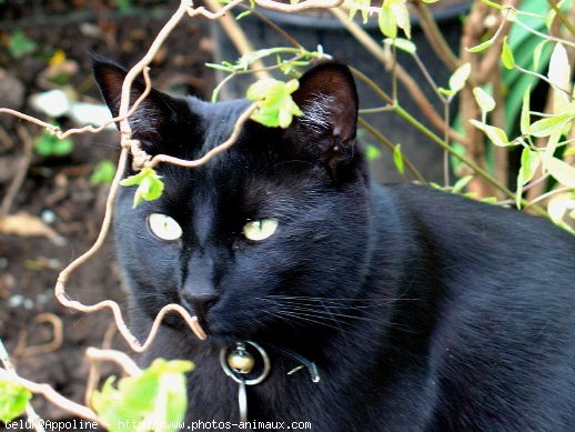 Photo de Chat domestique