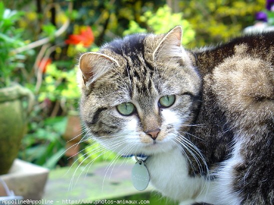 Photo de Chat domestique