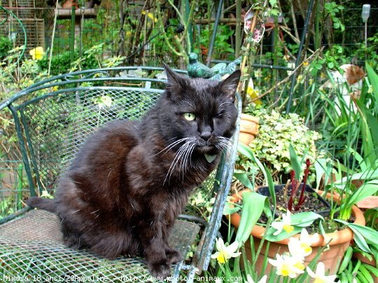 Photo de Chat domestique