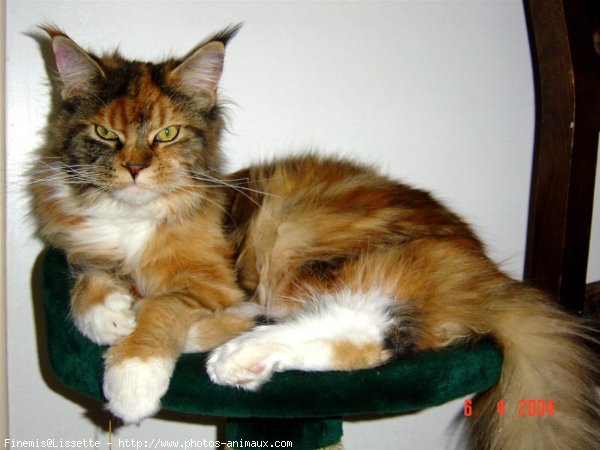 Photo de Maine coon