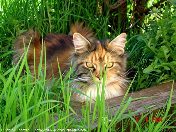 Photo de Maine coon