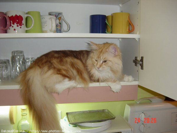 Photo de Maine coon