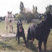 Photo de Berger de beauce