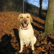 Photo de Labrador retriever