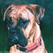 Photo de Boxer