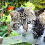 Photo de Chat domestique