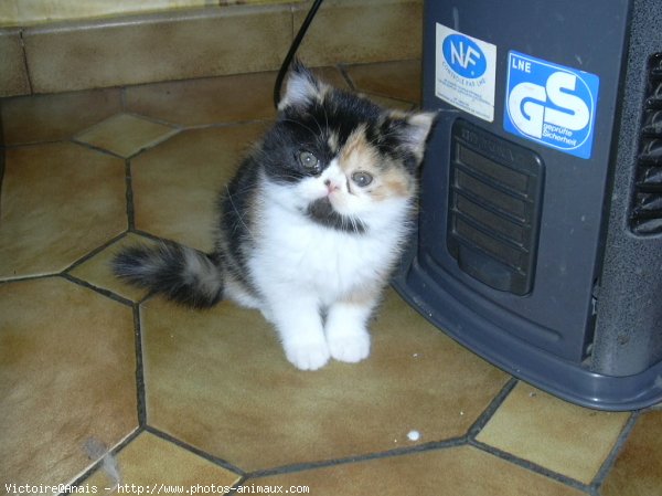 Photo d'Exotic shorthair