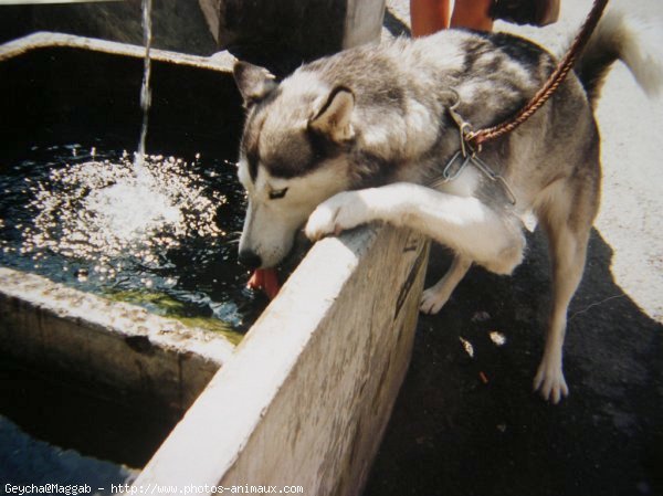 Photo de Husky siberien