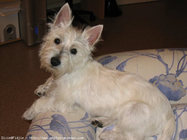 Photo de West highland white terrier