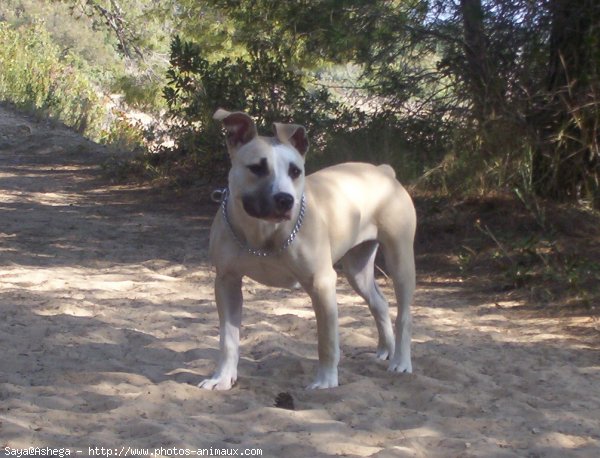 Photo d'American staffordshire terrier