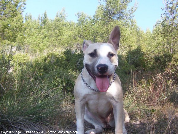 Photo d'American staffordshire terrier