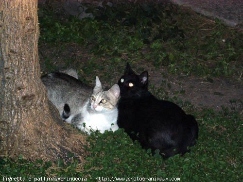 Photo de Chat domestique