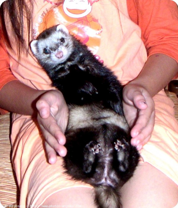 Photo de Furet