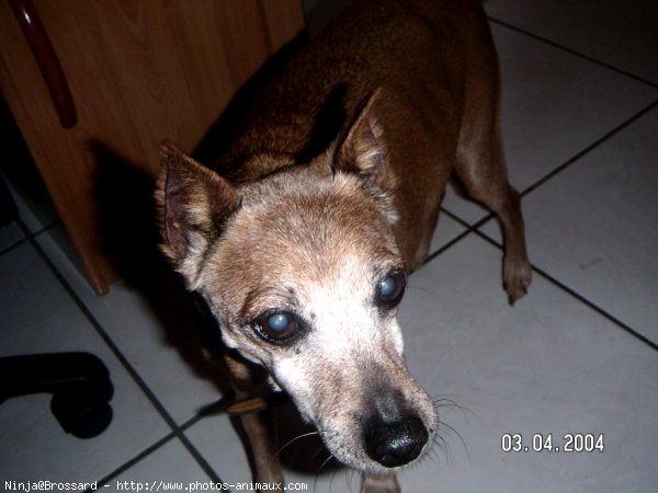 Photo de Pinscher nain