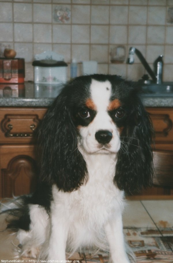 Photo de Cavalier king charles spaniel