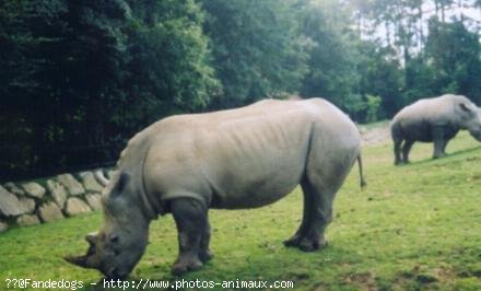 Photo de Rhinocros