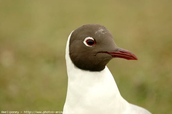 Photo de Mouette