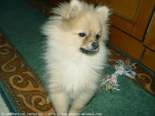 Photo de Spitz moyen