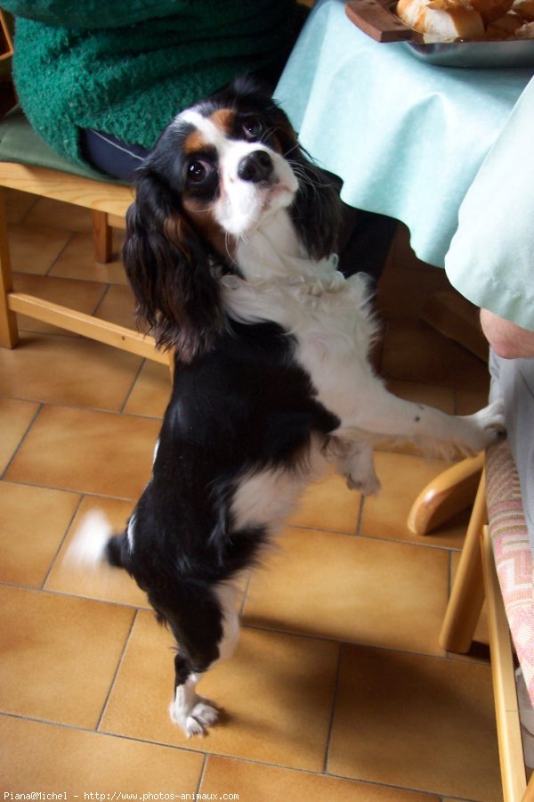 Photo de Cavalier king charles spaniel