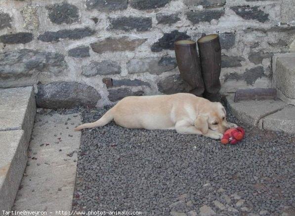 Photo de Labrador retriever