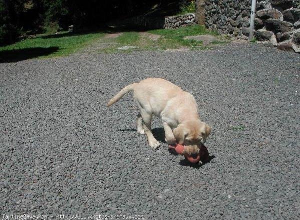 Photo de Labrador retriever